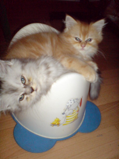 Perserkater in tabby-silver shaded u.red mit Nase sind abgabebereit - Perser - gera