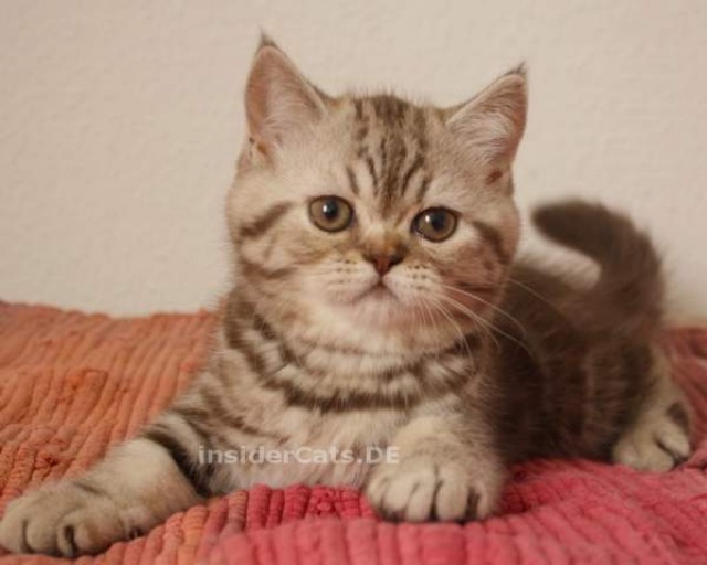 Katerchen abzugeben - Selkirk Rex - Bernsgrün