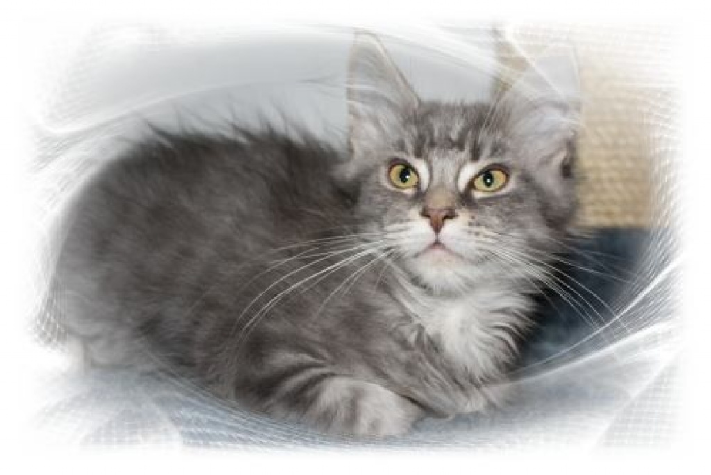 Maine Coon Poison Ivy mit Schmuseabitur - Maine Coon - Großhabersdorf