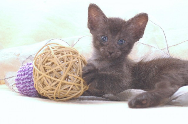 Zauberhafte Orientalenkitten mit Schmusegarantie - Javanese - Gelsenkirchen ( Germany)