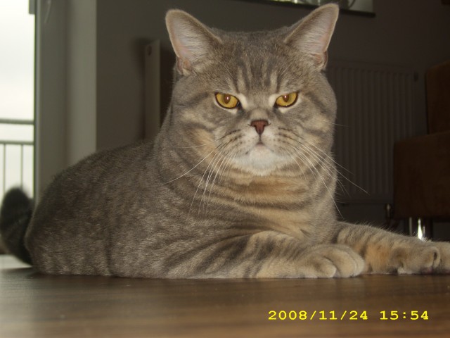Superstar Cincan sucht ... - Deckkater - Oberhausen