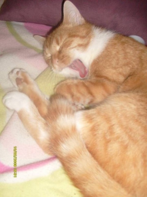 !!DRINGEND!!10 Monate alte German Rex/Hauskatze Mix abzugeben - Mischling - Kassel