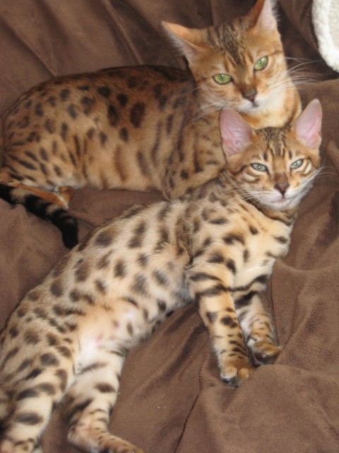 Reinrassige Bengalkatze & Bangal Kitten-Kater - Bengal - Mönchengladbach
