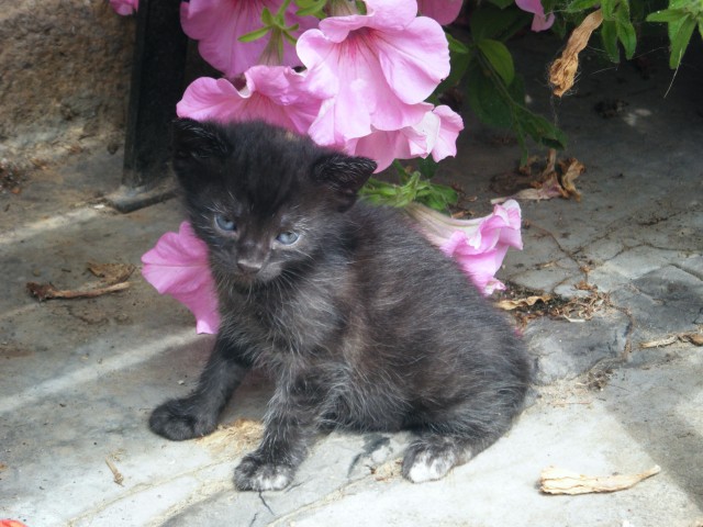 Kleine Katzen ab Ende September abzugeben! - Mischling - Zäckwar bei Bad Kösen