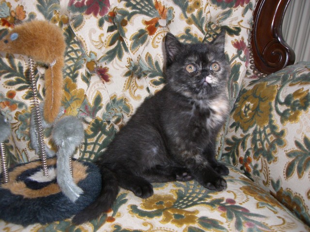 Kätzchen zu verkaufen - Exotic Shorthair - Geesthacht