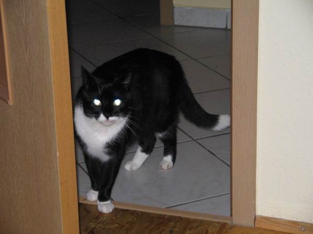 Achtung Kater entlaufen - Freigaenger - Bremen