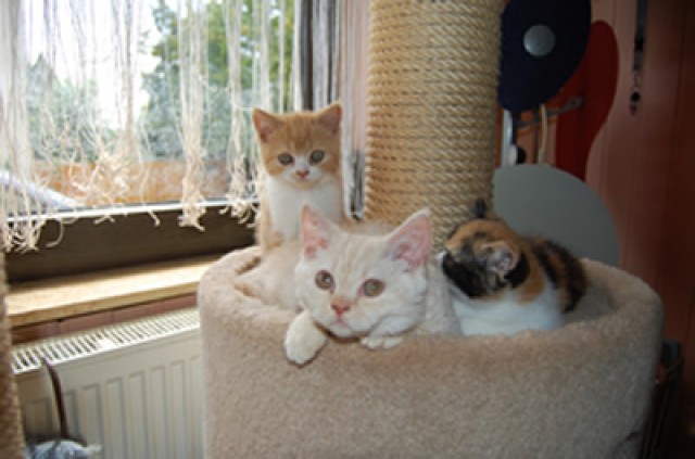 Bunte Plüschbärchen - Selkirk Rex - Mechernich