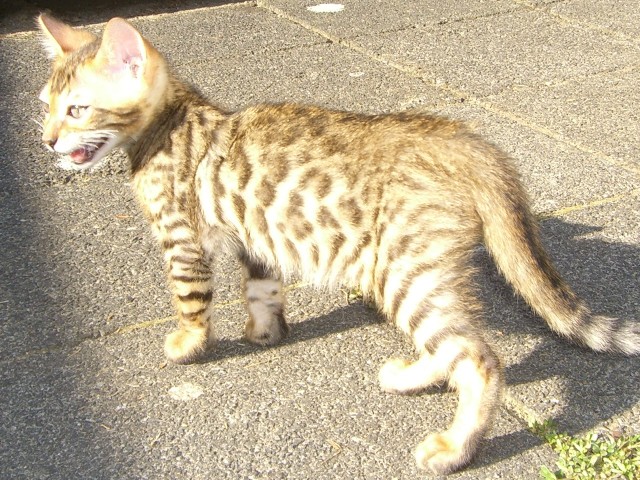 Bengal Kater GoldenGlitter Especially wieder zu haben - Bengal - griesheim
