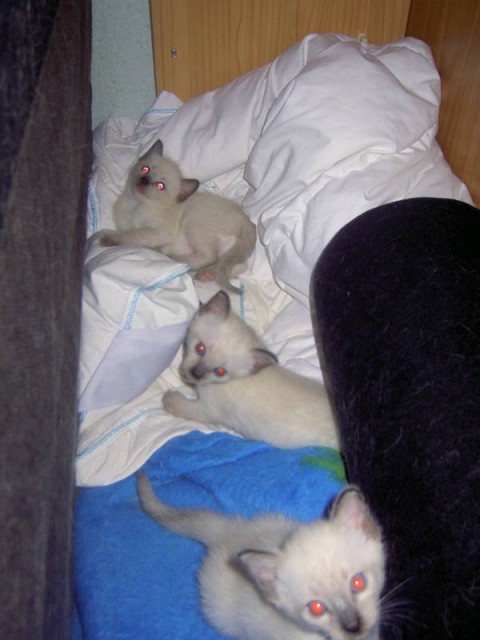 Süße Siambabys zu verkaufen. - Siam - Ludwigshafen am Rhein