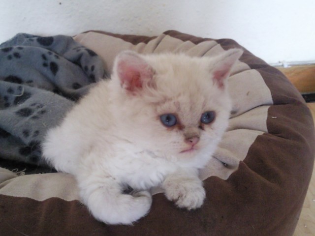 Flubber und Furby - Selkirk Rex - Oer-Erkenschwick