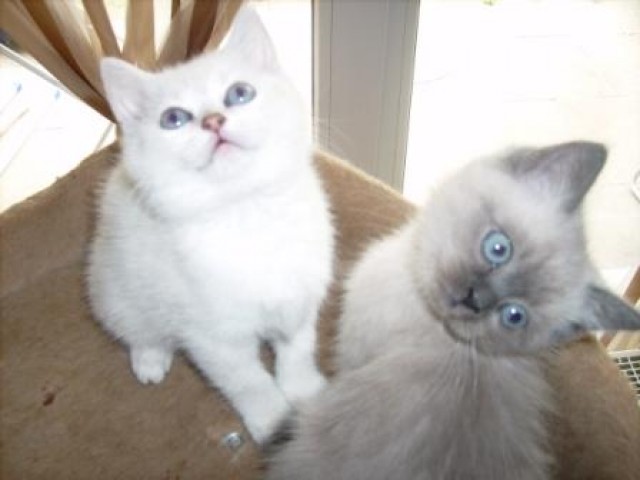 Briten-Bären mit blauen Augen suchen Schmuseplatz !!! - British Kurzhaar - Oer-Erkenschwick