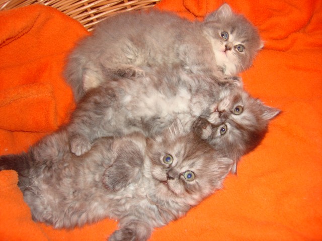 Chinchilla-Perser-Mix Kätzchen - Perser - Buchen