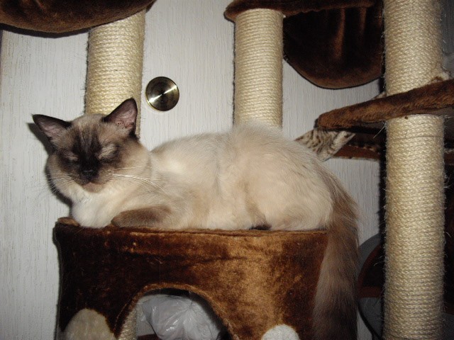 Ragdoll-Kater - Ragdoll - dresden