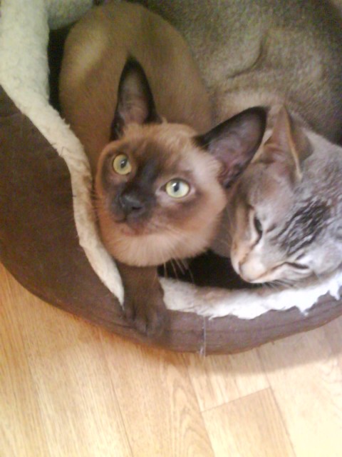 Noch 1 Brauner Tonkanesenkater sofort abzugeben - Tonkanese - brühl