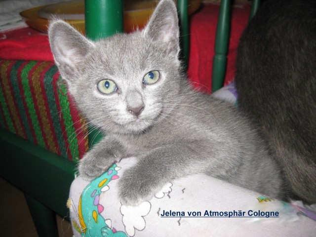 Traumhaft schöne reinrassige Russisch Blau Kitten mit Stammbaum - Russisch Blau - Bad Neuenahr-Ahrweiler