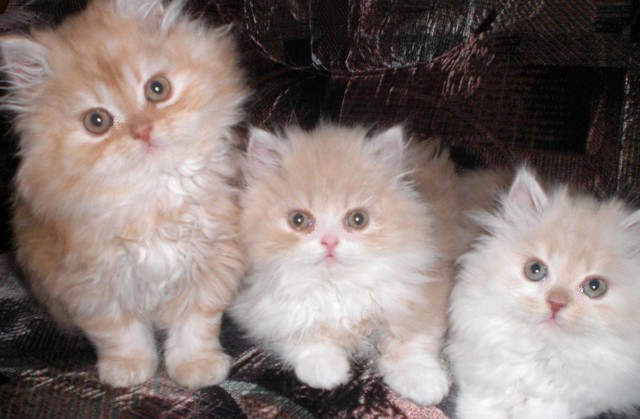 Perserbabys - Perser - Soest