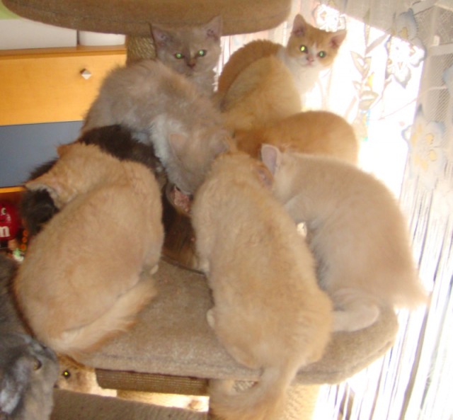 Zuchtaufgabe Selkirk Rex - Selkirk Rex - mechernich