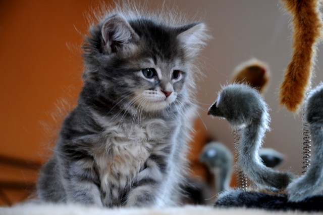 Schmusebaby sucht gaaanz liebe Familie - Sibirische Katze - Berlin