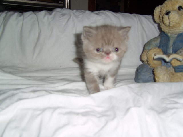 Exotic Shorthair  - Exotic Shorthair -  Holzwickede