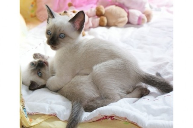 Thaikitten aus bestem Hause-Thai-Thaikatze-Thaikater - Thai - neumünster