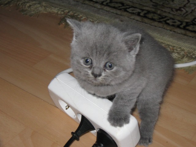 Wunderschöne süße reinrassige BKH - Babys - British Kurzhaar - Siegen