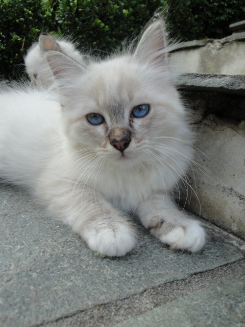 Süßer Heiliger Birma Kater mit Stammbaum - Birma - Neumarkt