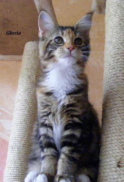 +*** 2 Maine Coon Mädels sind .....***+ - Maine Coon - Weimar