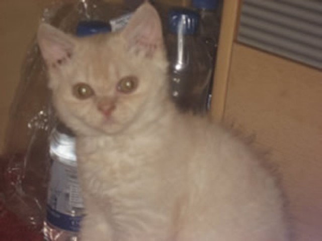 Gelocktes cream Katzenbaby - Selkirk Rex - Mechernich