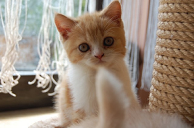 Rot-weißer Babykater - British Kurzhaar - Mechernich