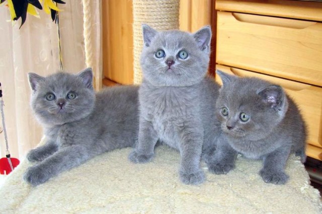BKH Kuschelbärchen in blau suchen ein neues Zuhause - British Kurzhaar - Kempten