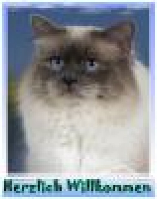 Englischer World Champio(Hl.Birma)hat noch Decktermine frei!! - Deckkater - Duisburg