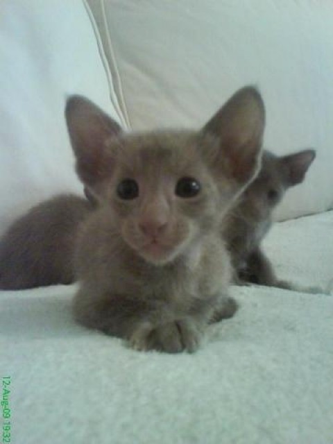 Süßer, verschmuster, Orientalisch Kurzhaar Babykater... - Orientalische Kurzhaar - Bremen