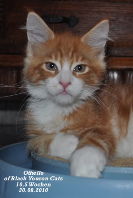 Maine Coon Babys und Jungtiere - Maine Coon - Landsberg