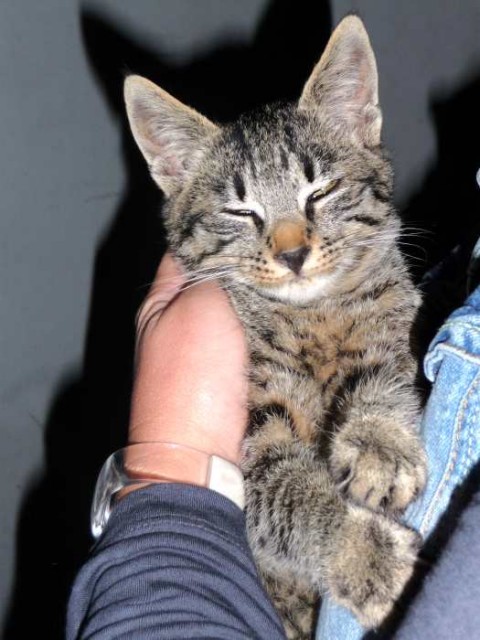 Traumkatzenkind Felix- lieber geht nicht - Hauskatzen - Oberhausen