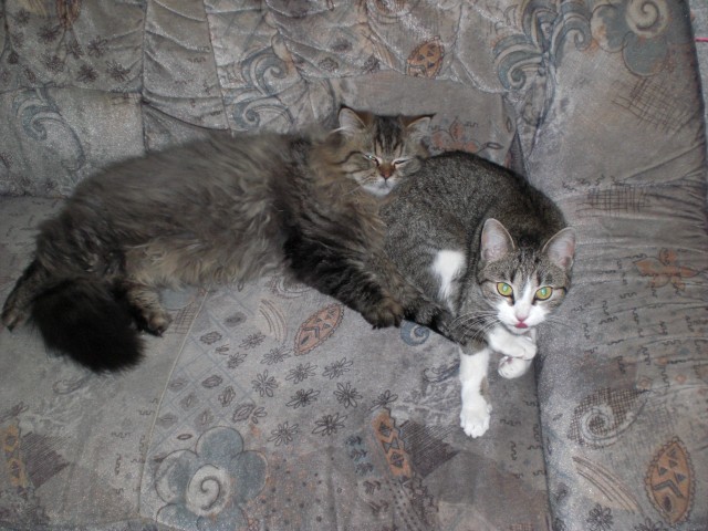 Perserkater und Hauskatze - Perser - Leipzig