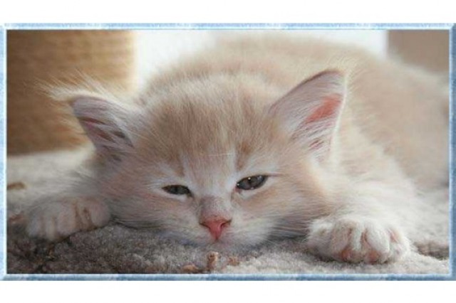 Knuffige Maine Coon Babys - Maine Coon - Vechelde
