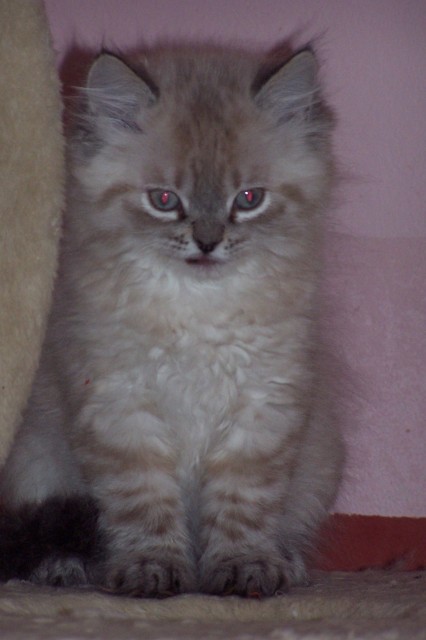Perser Colourpoint Kitten - Colourpoint - Großmehring