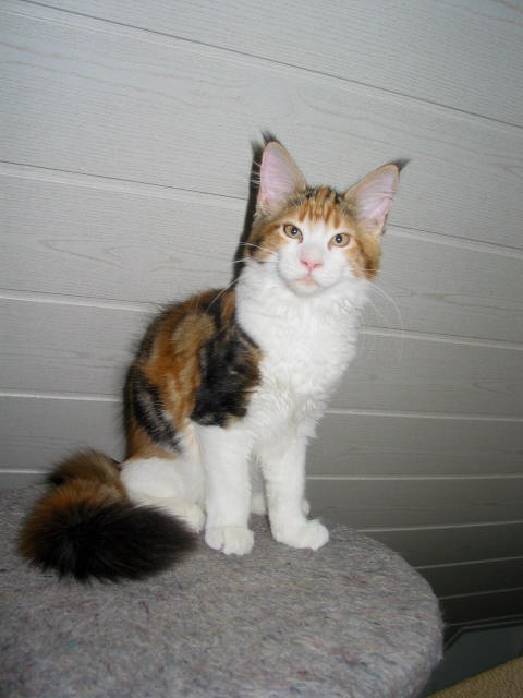 Jamie Lee Maine Coon Katze sucht ein zu Hause! - Maine Coon - Coswig