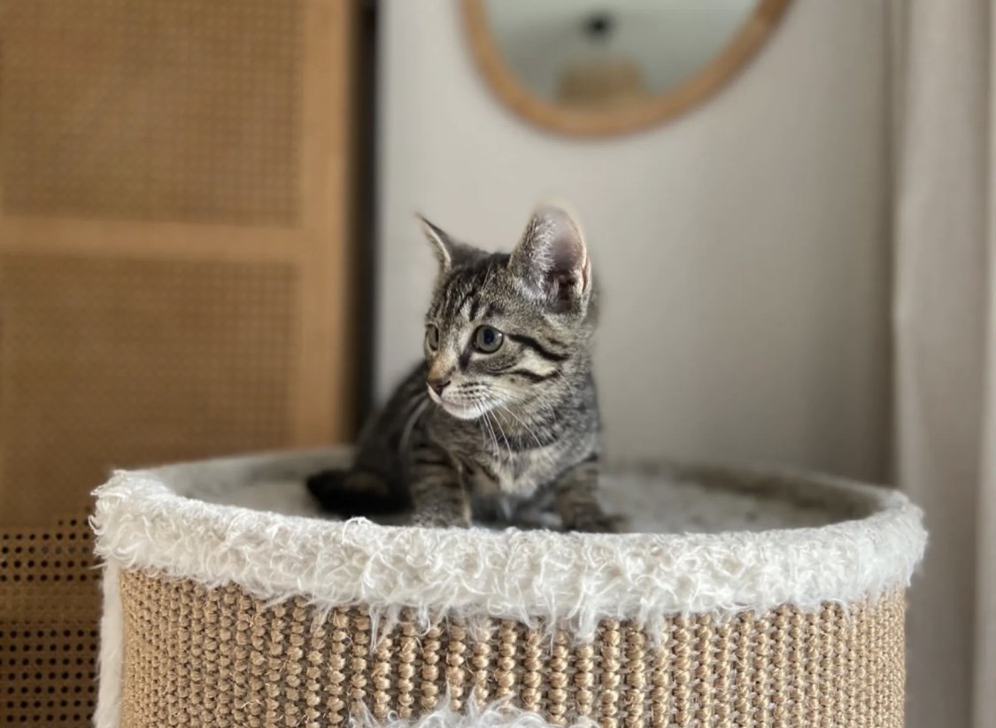 Russisch Blau Mix Kitten - Mischling - Blomberg