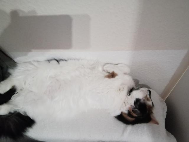 Suche Langhaar Deckkater - Mischling - Ribnitz