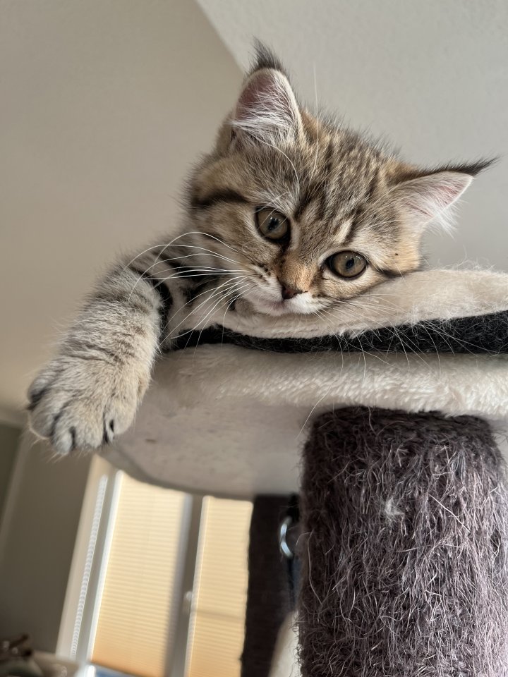 BKH Kitten Golden Tabby Spoted - British Kurzhaar - Strausberg