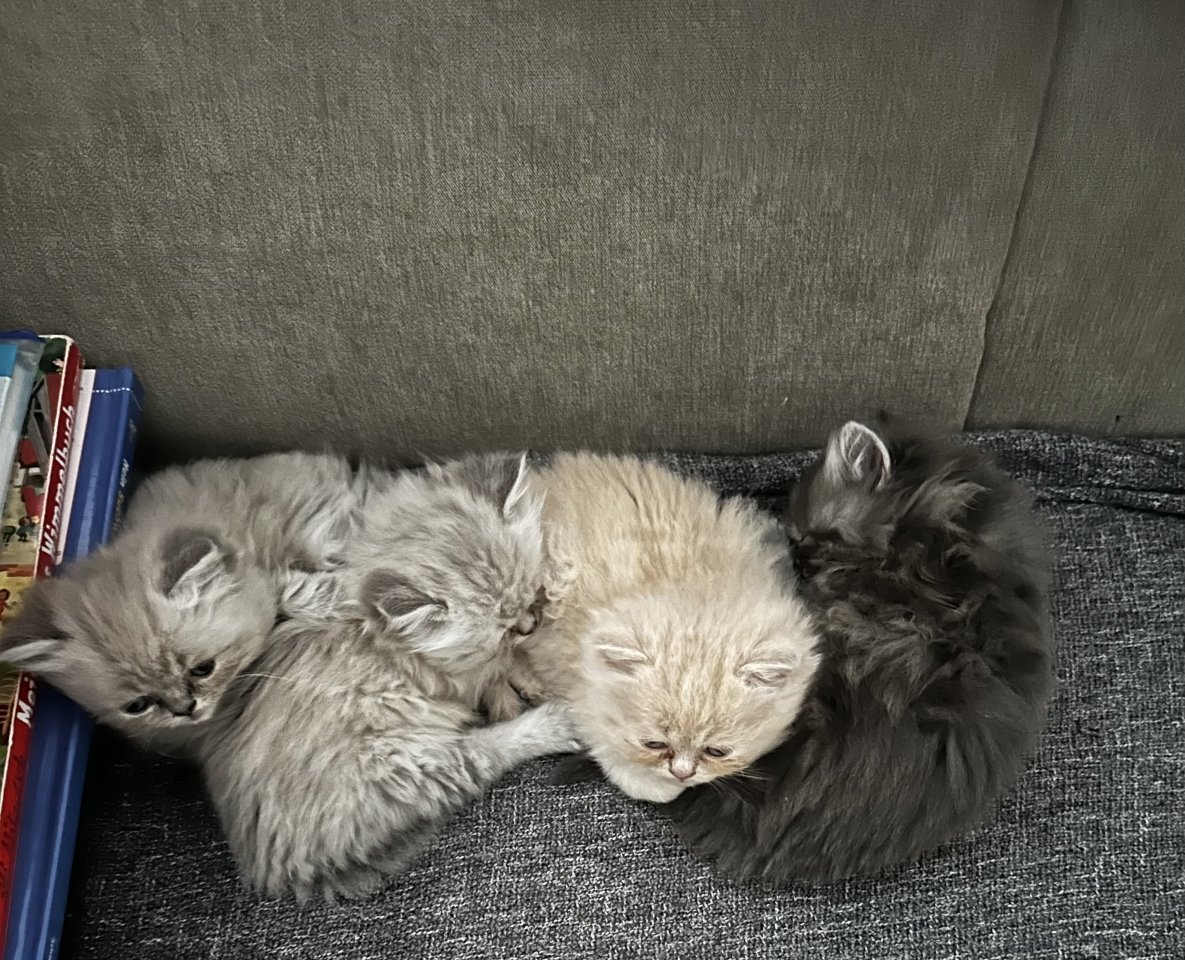 Perser Kitten ( mit Nase ) - Perser - Hilden