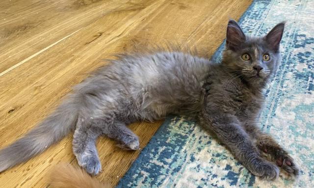 Liebes Maine Coon Mädchen  - Maine Coon - Sondershausen