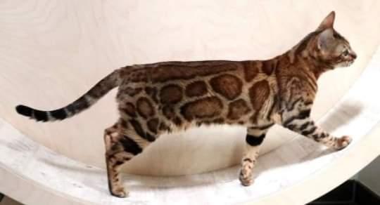 Tris , 2,5, wk, sucht ein Zuhause - Bengal - 71540
