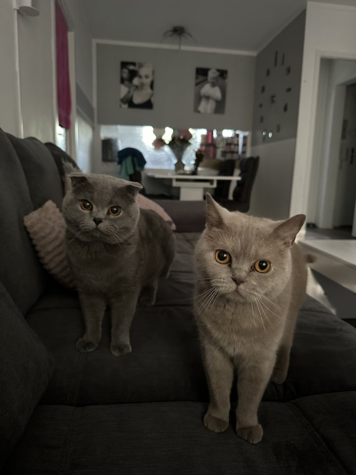 Bkh Katze und scottisch fold Kater suchen ein neues Zuhause - Hauskatzen - Hamburg