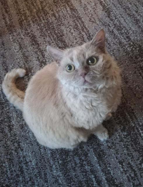 Suchen Selkirk Rex oder Ragdoll  - Selkirk Rex - Kleve