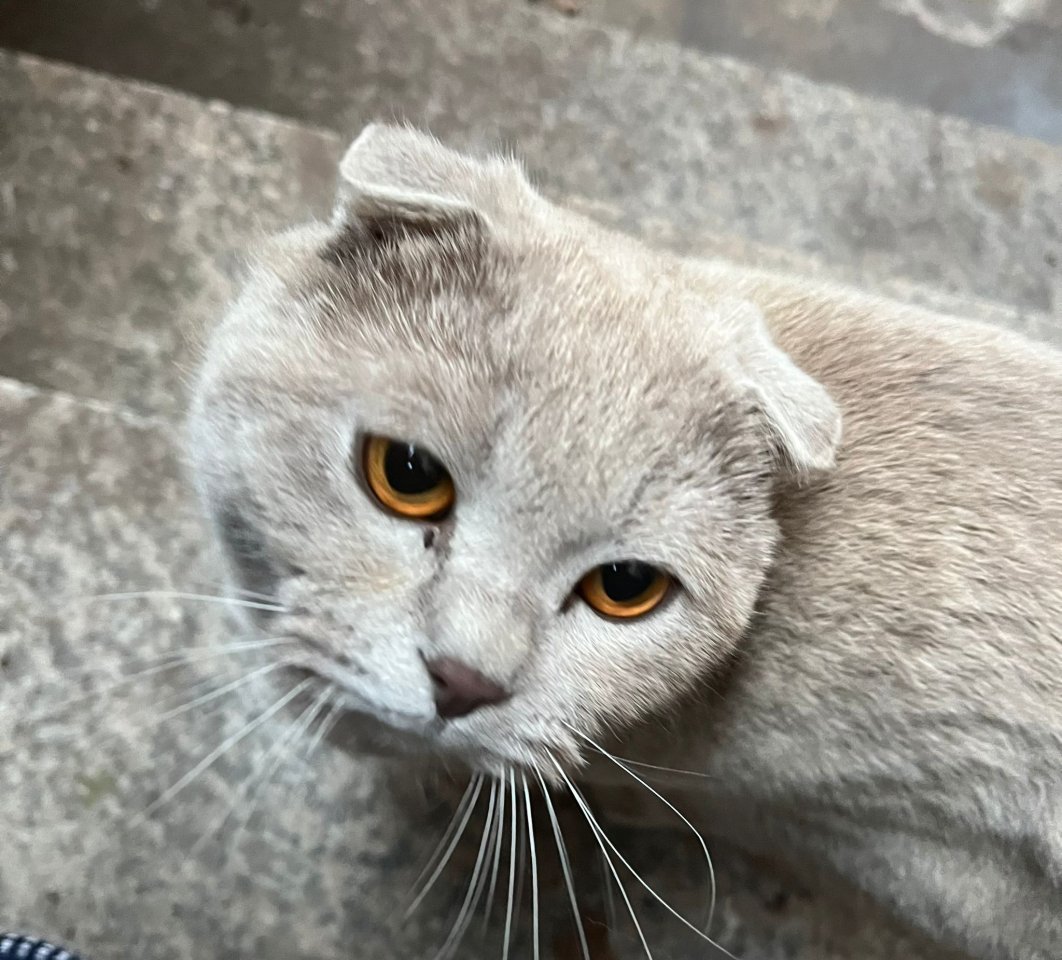 BKH Kater lilac lieb und ruhig - Hauskatzen - Hilpoltstein