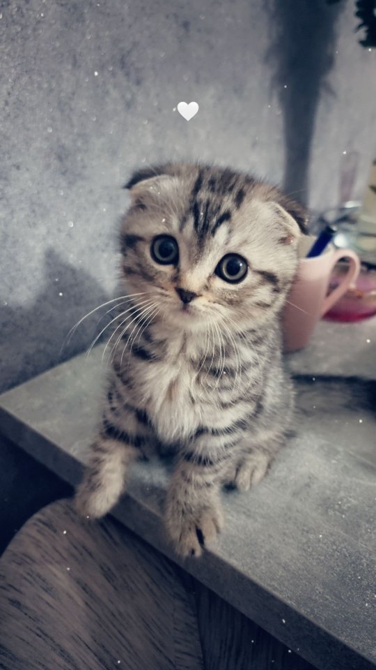 BKH Mix Kitten zu Verkaufen - Mischling - Salzgitter