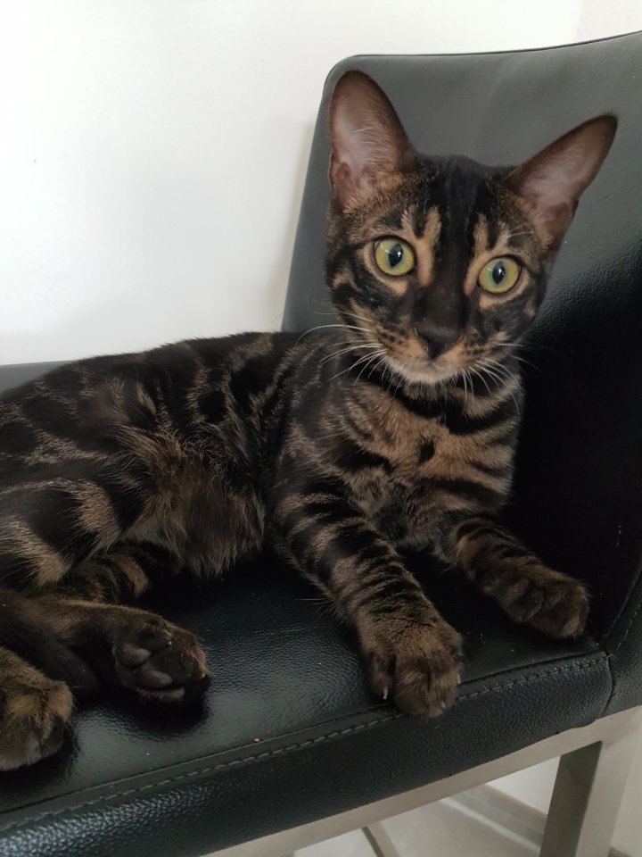 Reinrassiger Bengal Kater mit Stammbaum - Bengal - Rodenberg