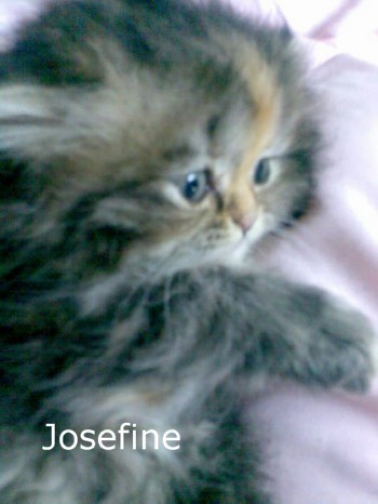 3 wunderschöne Perser Engel m Pap. und Impfausweis - Perser - Südbrookmerland